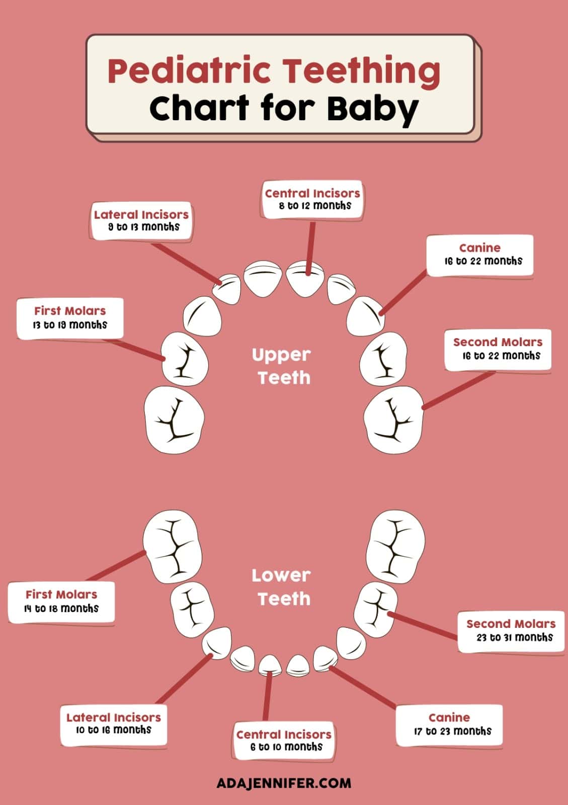 Pediatric teething chart